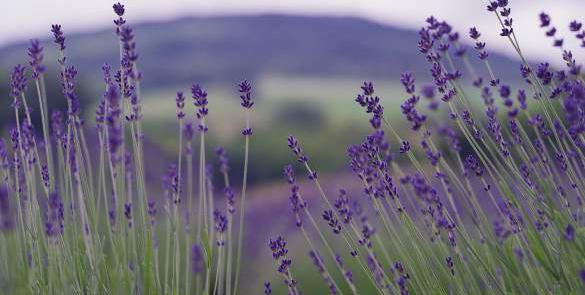 Wellness Retreat at The Creggans Inn